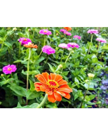 Zinnia 'Fruit Smoothie Mix' Seeds (Naturally Grown)
