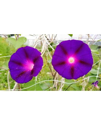 Morning Glory 'Kniola's Black Knight' Seeds (Naturally Grown)