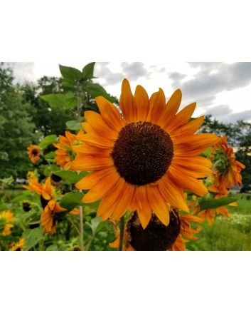 Sunflower 'Indian Blanket' Seeds (Naturally Grown)