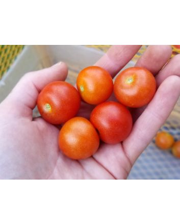 Tomato 'Idyll' Seeds