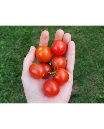 Tomato 'Sibirskiy' 