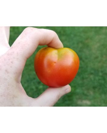 Tomato 'Stupice'