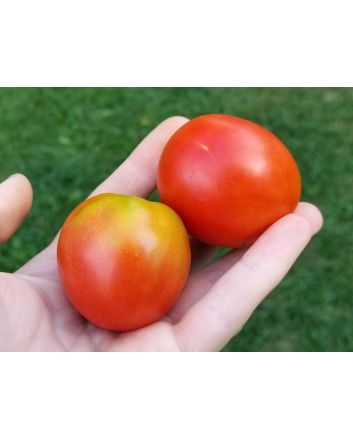 Tomato 'Stupice'