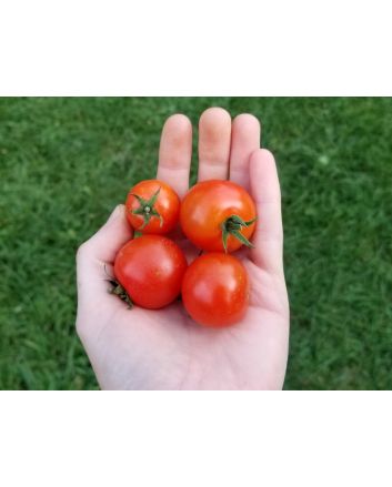 Tomato 'Nature Sweet'
