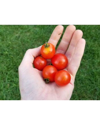 Tomato 'Peacevine Cherry'
