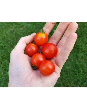 Tomato 'Peacevine Cherry'