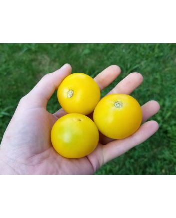 Tomato 'Large Yellow Cherry' 