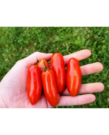 Tomato 'Juliet F2' 