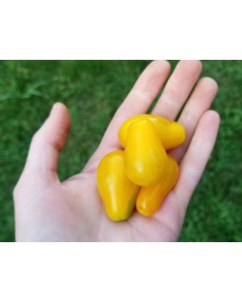 Tomato 'Ildi'