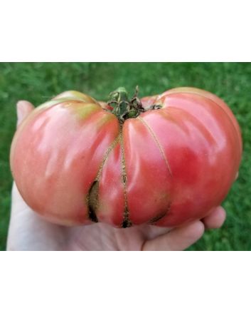 Tomato 'Brandywine'