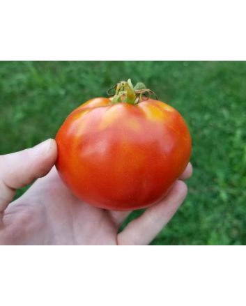 Tomato 'Break O' Day'