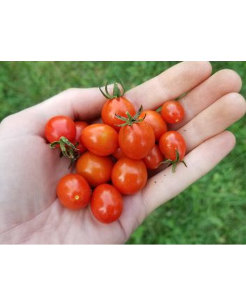 Tomato 'Candyland Red F2' Seeds