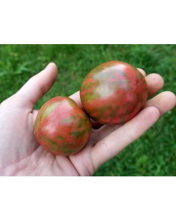 Tomato 'Black Vernissage' 