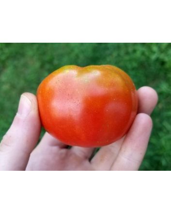 Tomato 'Bloody Butcher'