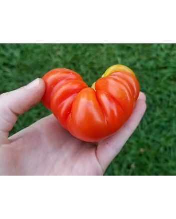 Tomato 'Costoluto Genovese'