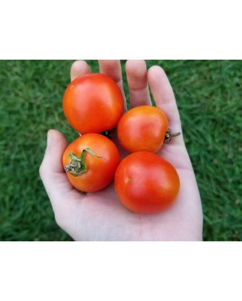 Tomato 'Maskotka' Seeds