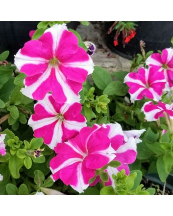 Petunia, Purple and White Striped Seeds (Naturally Grown)