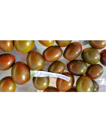 Tomato 'Chocolate Sprinkles F2' Seeds