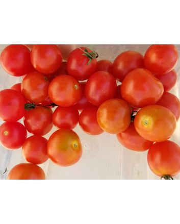 Tomato 'Scarlet Gem' 