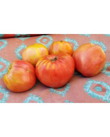 Tomato 'Orlinyi Klyuv' AKA 'Eagle’s Beak' 