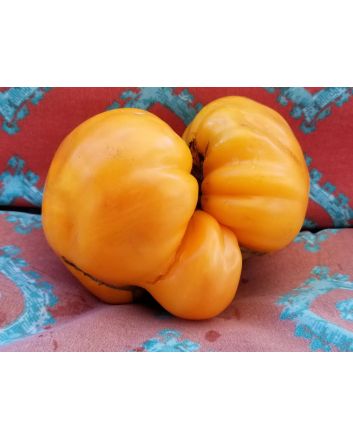 Tomato 'Goldie' 