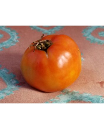 Tomato 'Oregon Spring'