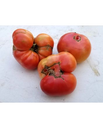 Tomato 'Marianna's Conflict' 