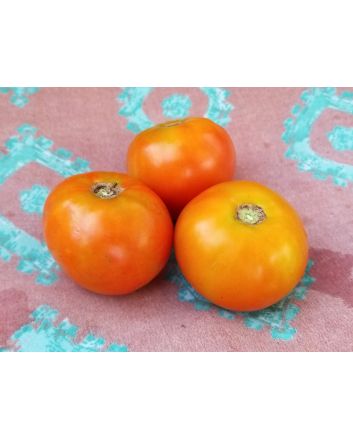 Tomato 'Manitoba'