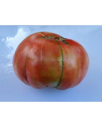 Tomato 'Pruden's Purple'