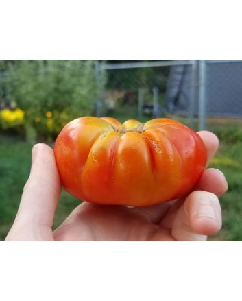 Tomato 'El Nano'