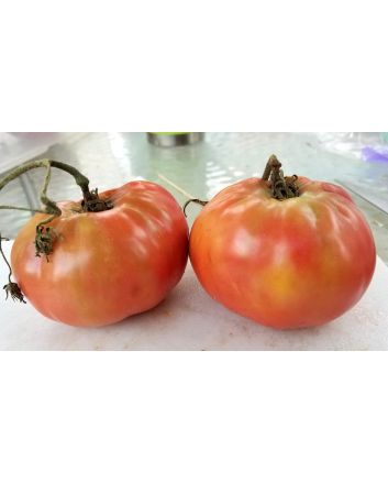 Tomato 'Soldacki'