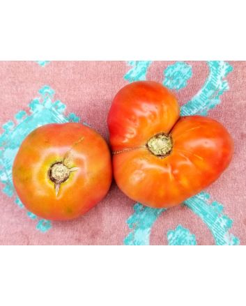 Tomato 'Sandul Moldovan'