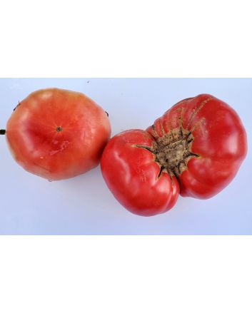 Tomato 'Kosovo' 