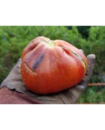 Tomato 'Blue Pear'