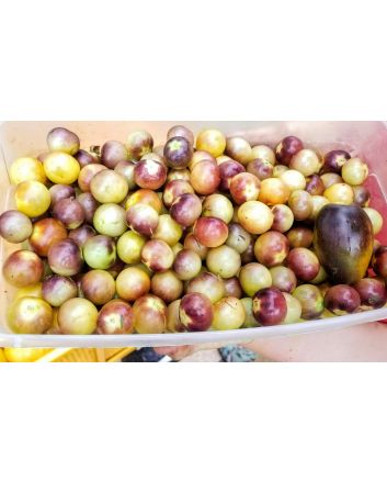 Tomato 'Blue Cream Berries' 
