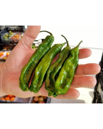 Hot Pepper 'Ghostly Jalapeno' Seeds (Naturally Grown)