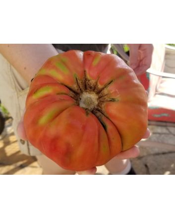 Tomato 'Rufus Carrigan's Mexican Pink'