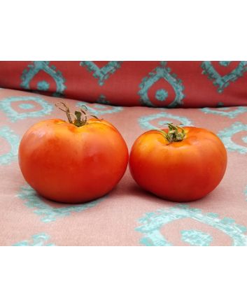Tomato 'Chalk's Early Jewel' 