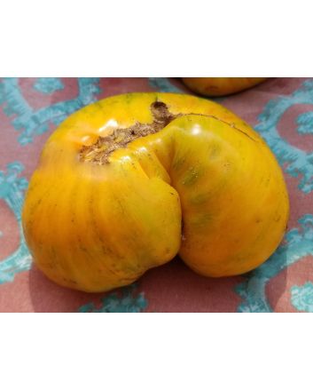 Tomato 'Big Orange Stripe' 
