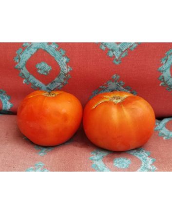 Tomato 'Abraham Lincoln'