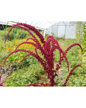 Amaranth 'Intense Purple' Seeds (Naturally Grown)