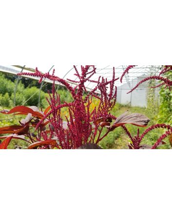 Amaranth 'Intense Purple' Seeds (Naturally Grown)
