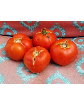 Tomato 'Druzba'