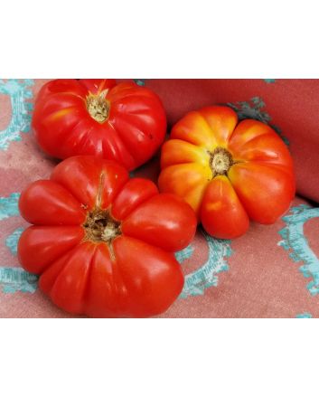 Tomato 'Mystery Weirdo'