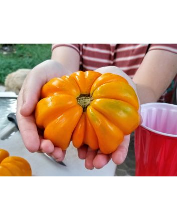 Tomato 'Orange Accordion' AKA 'Golden Accordion'