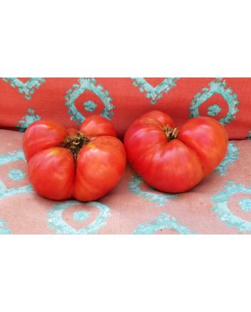 Tomato 'Aunt Lou's Underground Railroad' Seeds (Naturally Grown)