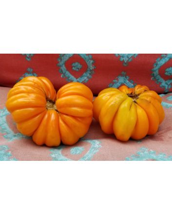 Tomato 'Orange Accordion' AKA 'Golden Accordion'