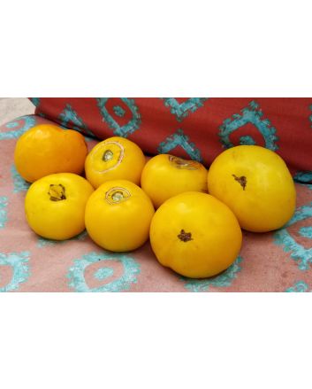 Tomato 'Lillian's Yellow Heirloom'