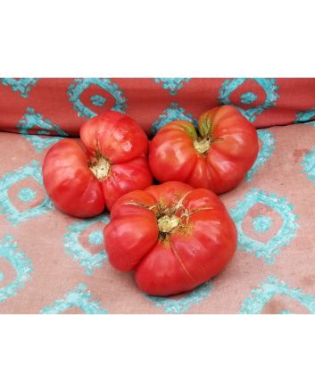 Tomato 'Lithuanian'