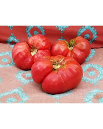 Tomato 'Lithuanian'